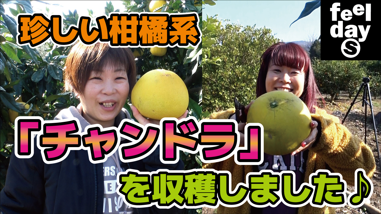 珍しい柑橘系「チャンドラ」を収穫しました♪